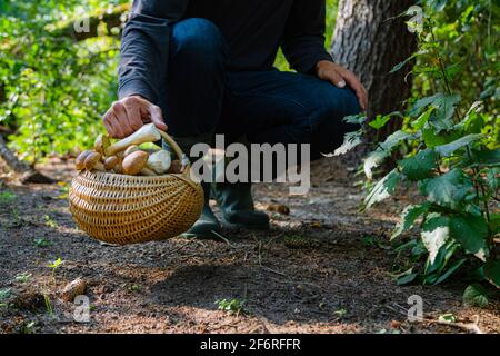 Main tenant Boltetus edulis à côté du panier complet de champignons en osier dans la forêt. Saison de récolte des champignons dans les bois à l'automne. Banque D'Images