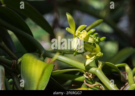 Bourgeon d'une plante de vanille en plein soleil après la main pollinisation Banque D'Images