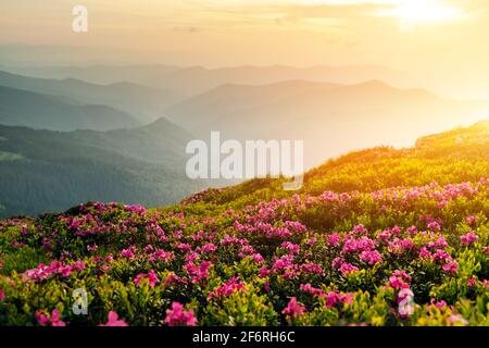 Les fleurs de Rhododendron couvraient la prairie des montagnes en été. Lumière de lever de soleil orange allumée en premier plan. Photographie de paysage Banque D'Images