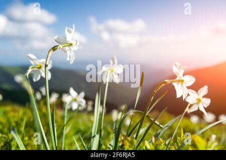 Prairie de montagne couverte de fleurs de narcisse blanches. Carpathian montagnes, Europe. Photographie de paysage Banque D'Images