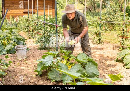 L'homme âgé collecte des courgettes de moelle organique blanche dans le jardin de légumes, récolte estivale de légumes. Banque D'Images