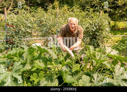 L'homme âgé collecte des courgettes de moelle organique blanche dans le jardin de légumes. Banque D'Images