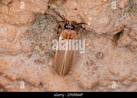 ADUL Beetle Firefly de la famille des Lampyridae Banque D'Images