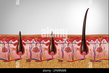 Follicule pileux et anatomie trichologique gros plan comme un cuir chevelu de peau humaine avec un arbre émergeant comme un symbole médical de dermatologie comme une illustration 3D. Banque D'Images