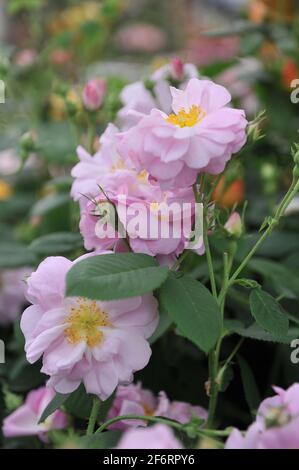 Rose clair Damask rose (Rosa damascena) Celsiana fleurit lors d'une exposition en mai Banque D'Images