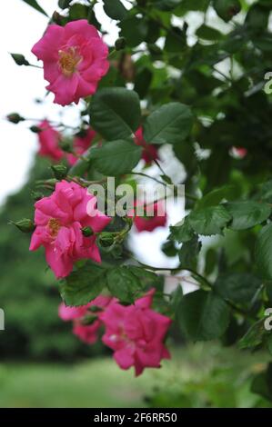 Rose grimpant Noisette rose (Rosa) le Climber rose de Chaplin fleurit dans un jardin en mai Banque D'Images