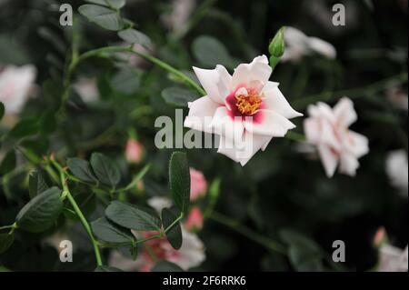 Rose clair avec centre rouge grimpant hybride Hulthemia persica rose (Rosa) Chawton Cottage fleurit lors d'une exposition en mai Banque D'Images