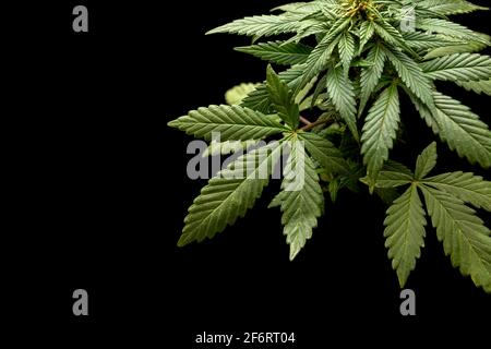 cannabis sativa feuilles d'une plante sur fond noir avec copier l'espace Banque D'Images