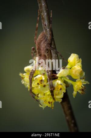 Araignée en toile de pépinière (espèce indéterminée) attendant près des fleurs de l'épeautre (Lindera benzoin) au début du printemps dans le centre de la Virginie. L'araignée va tenter Banque D'Images