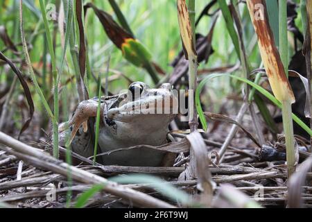 Macro d'une grenouille de bois assise dans la grande herbe Banque D'Images