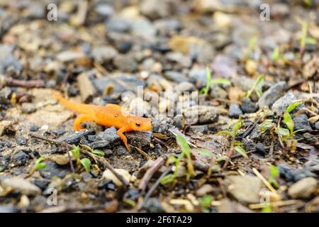 Un gros plan d'une petite salamandre orange sur un chemin de gravier Banque D'Images