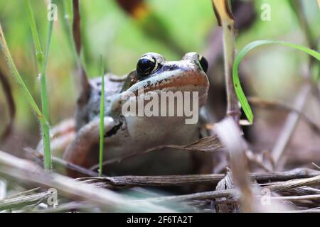 Macro d'une grenouille de bois assise dans la grande herbe Banque D'Images