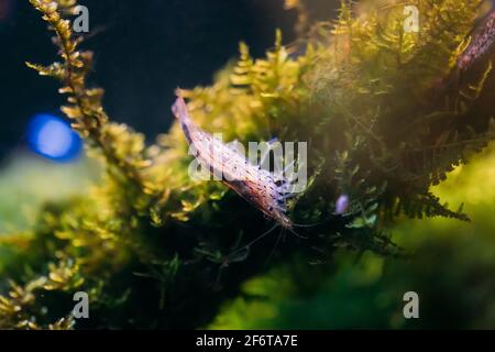 Amano Shrimp ou japonaise Shrimp natation dans l'eau Banque D'Images