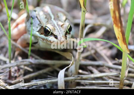 Arrière-plan d'une grenouille assise dans la grande herbe Banque D'Images