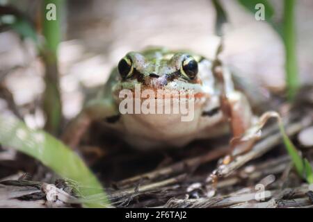 Macro d'une grenouille de bois assise dans la grande herbe Banque D'Images