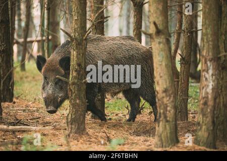 Bélarus. Sanglier ou sus Scrofa, également connu sous le nom de cygne sauvage, cochon sauvage eurasien regardant à travers les trunks de pins dans la forêt d'automne. Wild Boar est UN SUID Banque D'Images