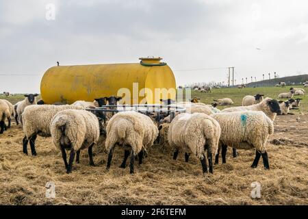 Beaucoup d'agneaux mangeant à partir de l'alimentation en métal à côté d'un grand réservoir d'eau en métal jaune dans le champ de terre agricole à herbes ouvertes, groupe d'animaux en période de nourrissage Banque D'Images