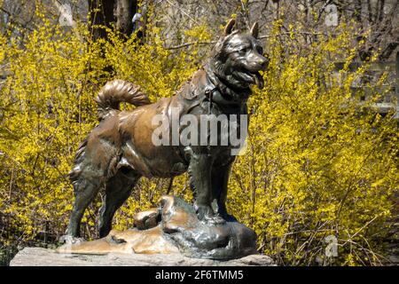 Célèbre statue de chien de traîneau, Balto, dans Central Park New York Banque D'Images