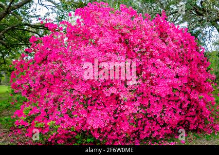 Une azalée rose fleurit dans une cour, le 30 mars 2021, à Coden, en Alabama. Les azalées sont des arbustes ornementaux populaires dans le Sud américain. Banque D'Images