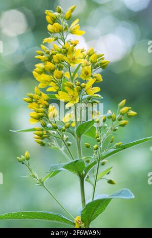 Loosestrife jaune en fleurs, Lysimachia vulgaris, réflexions en arrière-plan Banque D'Images