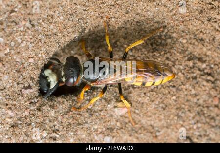 Beewolf européen, Philanthus triangulum sur sable Banque D'Images