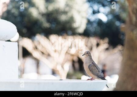 La colombe adulte, zenaida auriculata, perchée au bord d'une fontaine, dans un parc, par une journée ensoleillée. Vue latérale. Image avec espace de copie. Banque D'Images