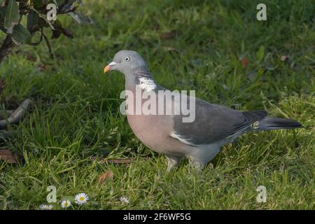 pigeon vu de près tout en marchant sur l'herbe Banque D'Images