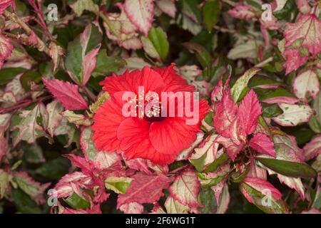 Arbuste de jardin tolérant à la sécheresse, Hibiscus 'Snowflake', avec fleur rouge vif sur fond de feuilles rouges, vertes et blanches variées Banque D'Images