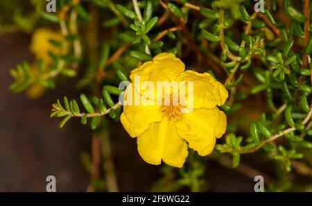 Arbuste australien, plante de couverture terrestre, Hibbertia serpyllifolia, avec belle fleur jaune dorée sur fond de feuilles vertes Banque D'Images