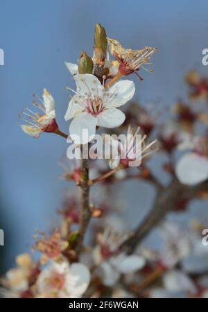 Fleurs d'un prunier sauvage au début du printemps, Prunus cerasifera Banque D'Images