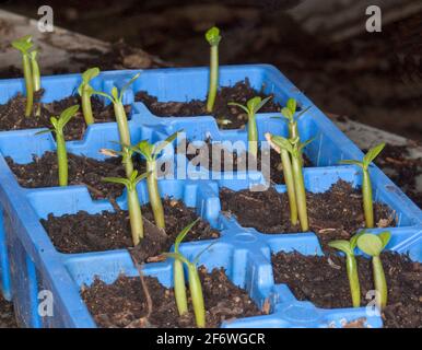 Groupe de semis d'Adenium obesum, African Desert Rose, germe du sol dans des récipients de culture de graines en plastique bleu Banque D'Images