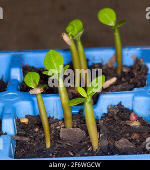 Groupe de semis d'Adenium obesum, African Desert Rose, germe du sol dans des récipients de culture de graines en plastique bleu Banque D'Images