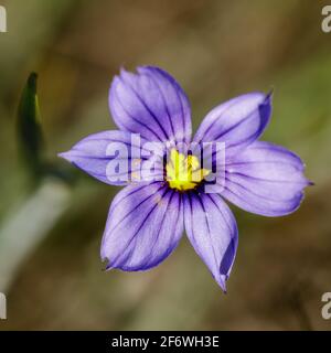 Herbe à l'œil bleu de Californie en fleur. Los Altos Hills, Californie, États-Unis. Banque D'Images