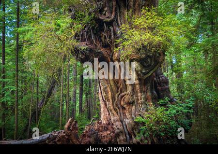 Il y a beaucoup de grands arbres dans les Olympics, mais ce cèdre énorme est si grand qu'une piste porte son nom, Quinault Big Cedar. Banque D'Images
