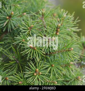 Arbre nain de conifères Konica. Arbre nain de conifères Konica. Aiguilles d'épinette du Canada. Banque D'Images