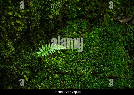 Cette fougères à une feuille distinctive est entourée de mousse vert vif, accrochée aux rochers de la forêt humide, dans des tons frais et lumineux. Utilisez-le comme Banque D'Images