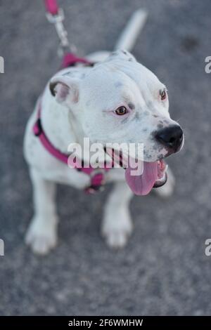 Portrait d'un chiot pitbull tiré en grand angle Banque D'Images