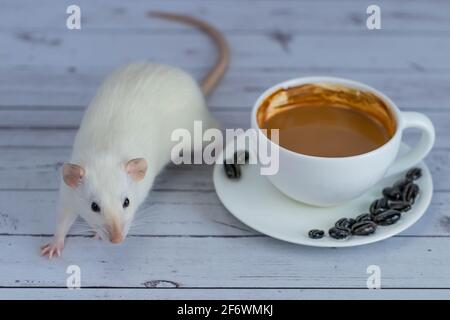 Un joli et drôle petit rat décoratif blanc se trouve à côté d'une tasse de café. Petit-déjeuner le matin. Banque D'Images