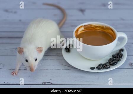 Un joli et drôle petit rat décoratif blanc se trouve à côté d'une tasse de café. Petit-déjeuner le matin. Banque D'Images