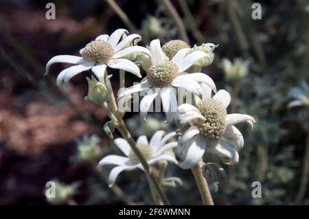 Sydney Australie, actinotus helianthi ou flanelle fleurissent une fleur sauvage australienne Banque D'Images