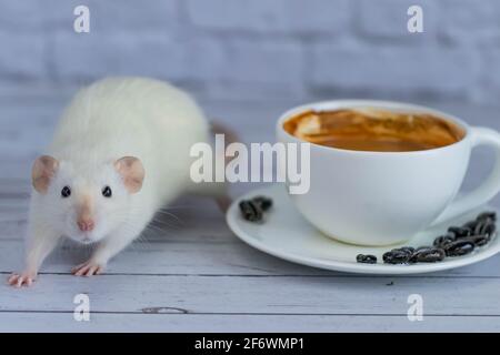 Un joli et drôle petit rat décoratif blanc se trouve à côté d'une tasse de café. Petit-déjeuner le matin. Banque D'Images