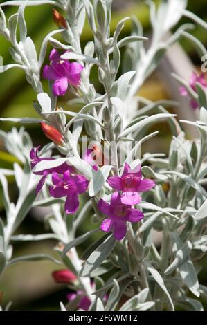 Sydney Australie, fleurs d'un eremophila nivea ou d'un buisson d'émeu originaire de l'Australie occidentale Banque D'Images