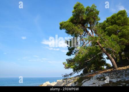 Les rives rocheuses de la mer Adriatique près de la ville de Porec.Istria, Croatie. Banque D'Images