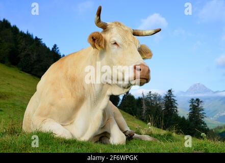 Vache dans la prairie de montagne. Col d'Aspin dans les Pyrénées, France. Banque D'Images