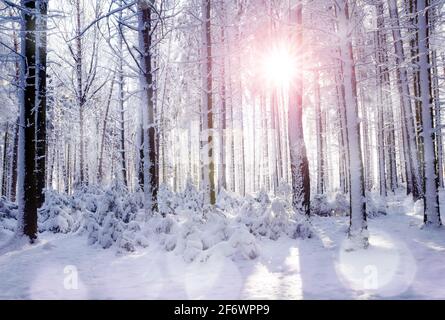 Lever de soleil dans la forêt entre les troncs d'arbres en hiver. Paysage enneigé dans le bois. Banque D'Images