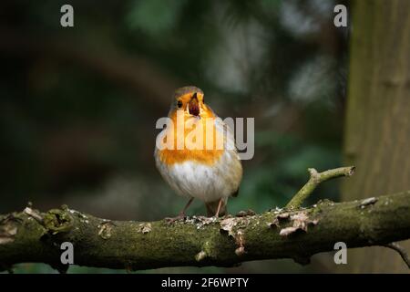 robin sur une branche chantant joyeusement avec beak large ouvert Banque D'Images