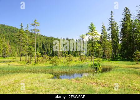 Lac Moraine Grosser Arbersee dans le parc national de la forêt bavaroise. Allemagne. Banque D'Images