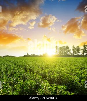 Champ cultivé de haricots larges ou fava ( Vicia Faba ) au coucher du soleil. Banque D'Images