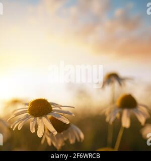 Marguerite pâquerette sur la prairie au coucher du soleil. Fleur de printemps. Banque D'Images