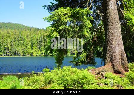 Lac Moraine Grosser Arbersee dans le parc national de la forêt bavaroise. Allemagne. Banque D'Images